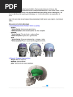 Anatomia e Função do Músculo Risório | PDF | Toxina botulínica | Rosto