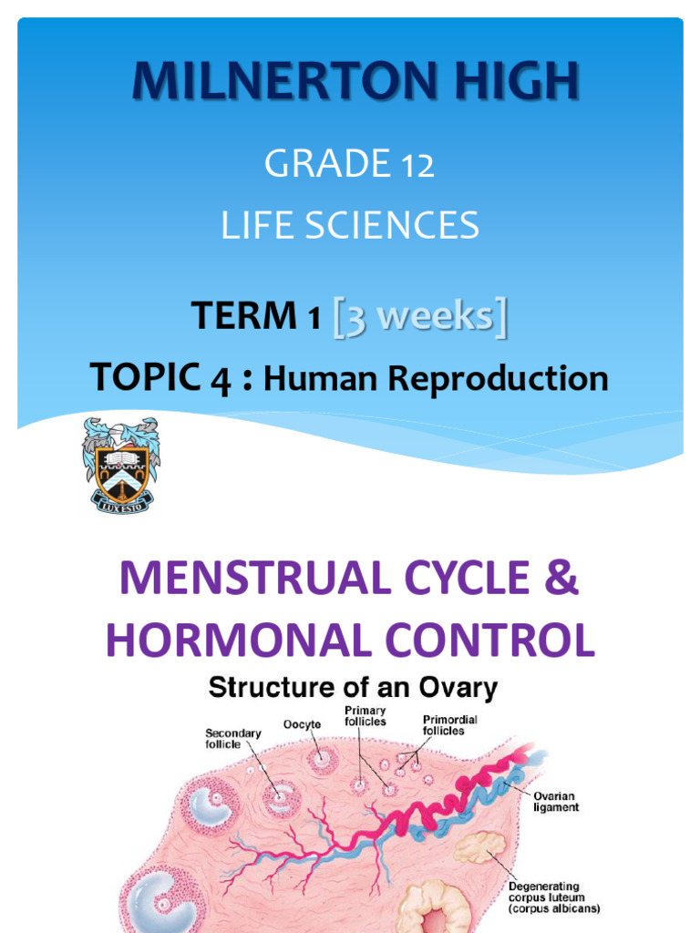 Human Reproduction: Menstrual Cycle Explained | PDF | Menstrual Cycle ...