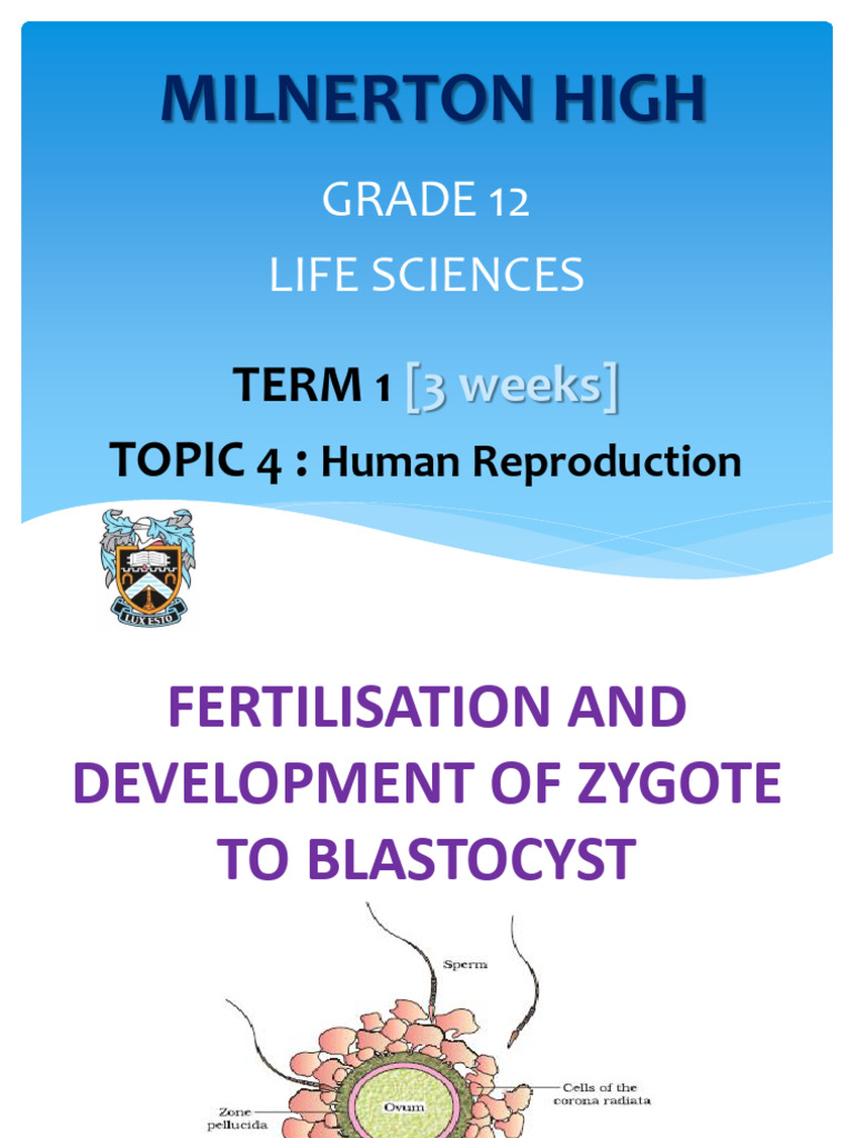 6 Fertilisation Development Gestation Implantation Placenta | PDF ...