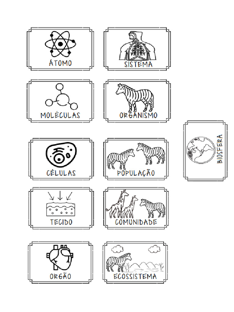 Niveis de Organização - Atividade Ludica para Colorir | PDF