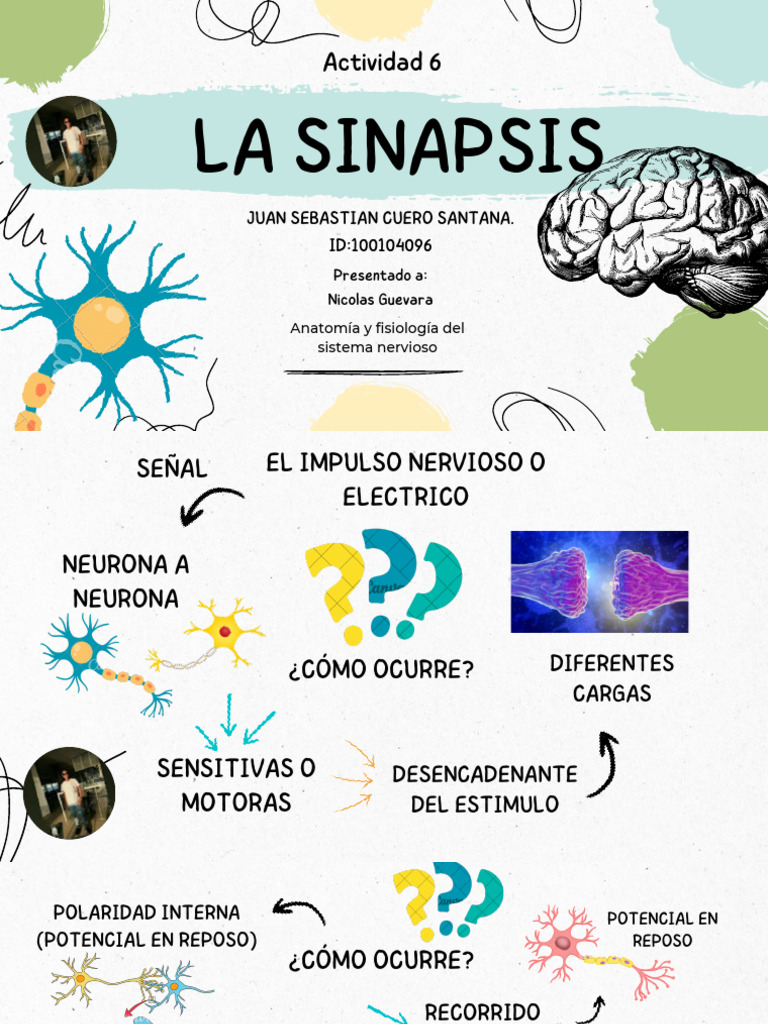 Neurotransmisores y el impulso nervioso | PDF | Neurona | Sinapsis