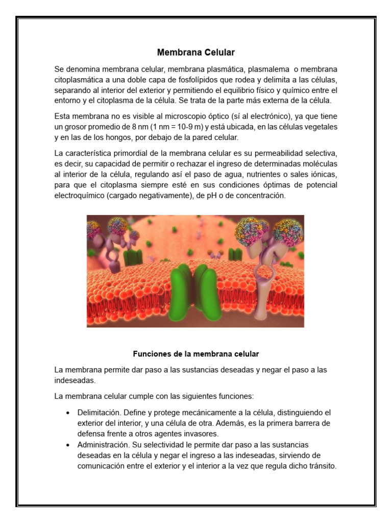 Funciones y Estructura de la Membrana Celular | PDF | Membrana ...