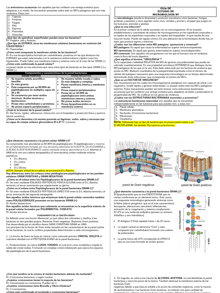 Guía Microbiología #1 | PDF | Las bacterias | Bacterias Gram Positivas