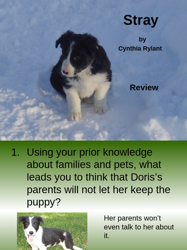 Stray Power Point | PDF