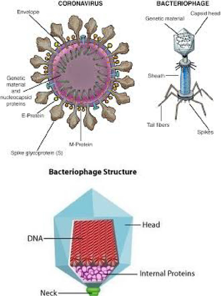 BIO 102 Image of Bacteria, Fungi and Virus | PDF