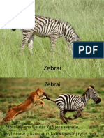  Kalniniai Zebrai