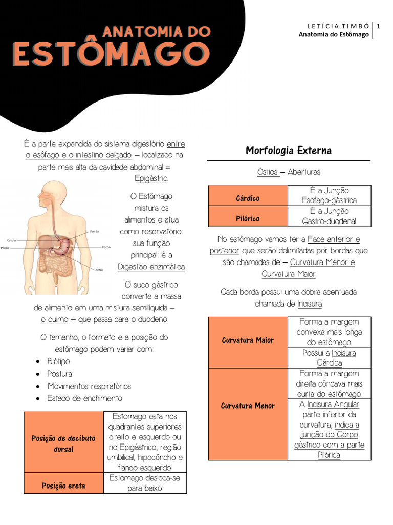 Anatomia do Estômago e Óstio Cárdico | PDF | Estômago | Fígado