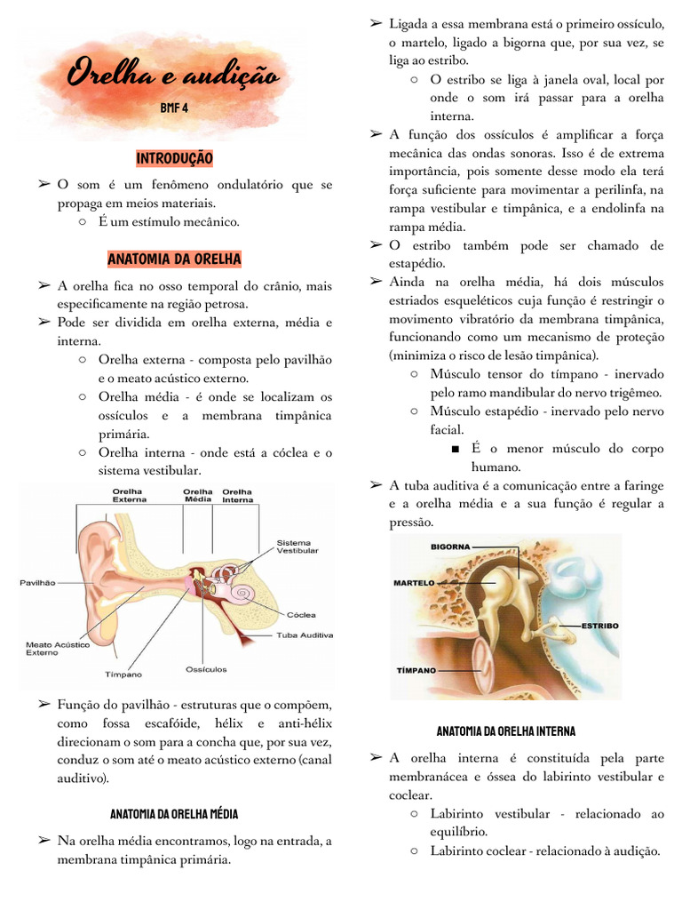 Anatomia e Função da Orelha Humana | PDF | Audição | Orelha