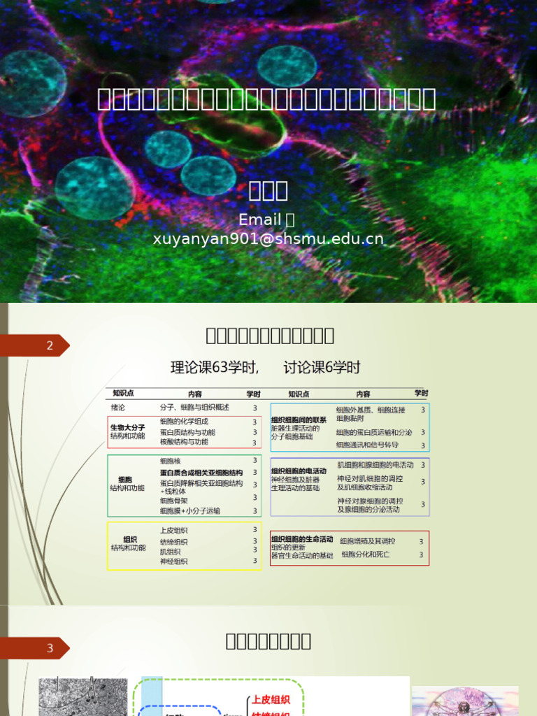 1101细胞连接、黏附和外基质及其在各种组织的特点| PDF, image size:768x1024