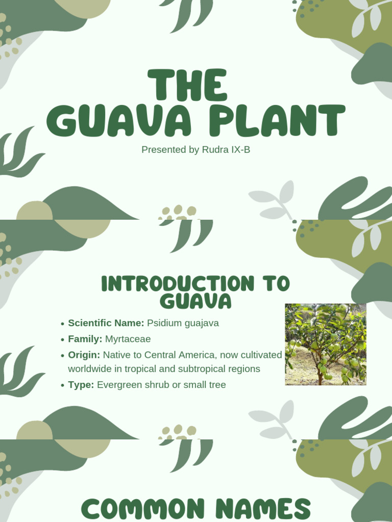 Guava: Nutritional and Medicinal Benefits | PDF