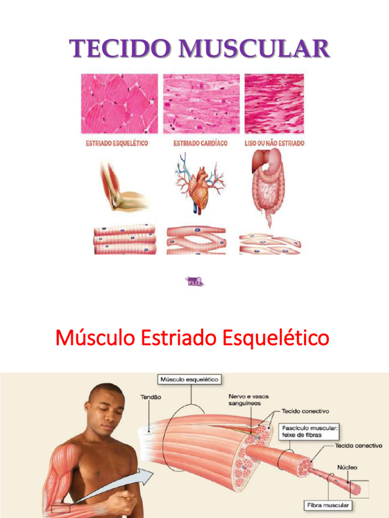 Tipos de Tecido Muscular: Estriado e Liso | PDF