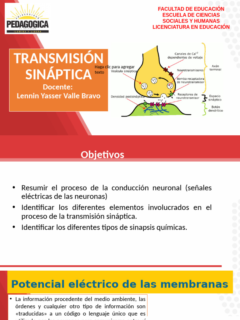 Proceso de Transmisión Sináptica | PDF | Sinapsis | Potencial de acción