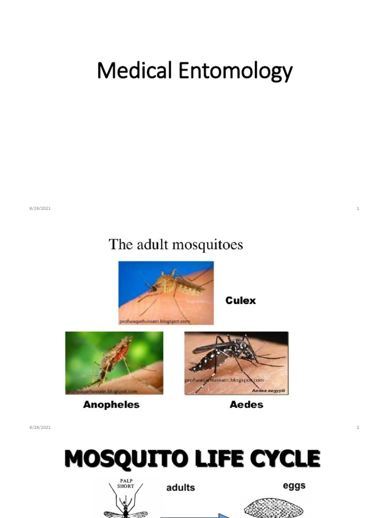 Introduction To Entomology 2020-2021 | PDF | Insects