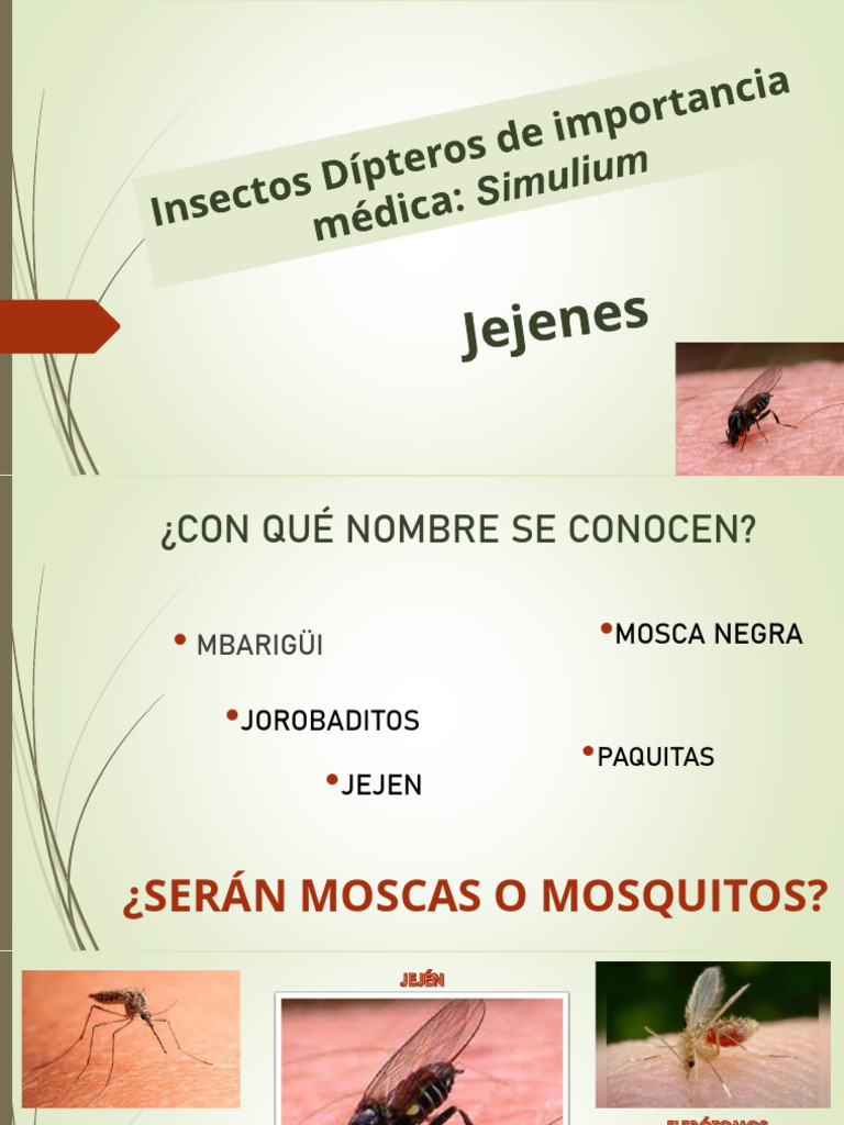 Características del Jején Insecto | PDF | Mosca | Mosquito