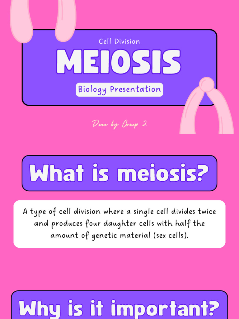 Meiosis: PMAT Stages Explained | PDF