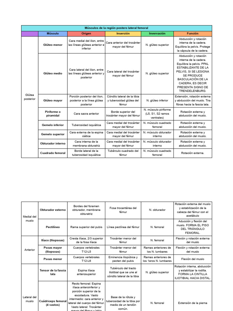 Músculos de La Región Postero Lateral Femoral - MLMH-2 | PDF | Pelvis ...