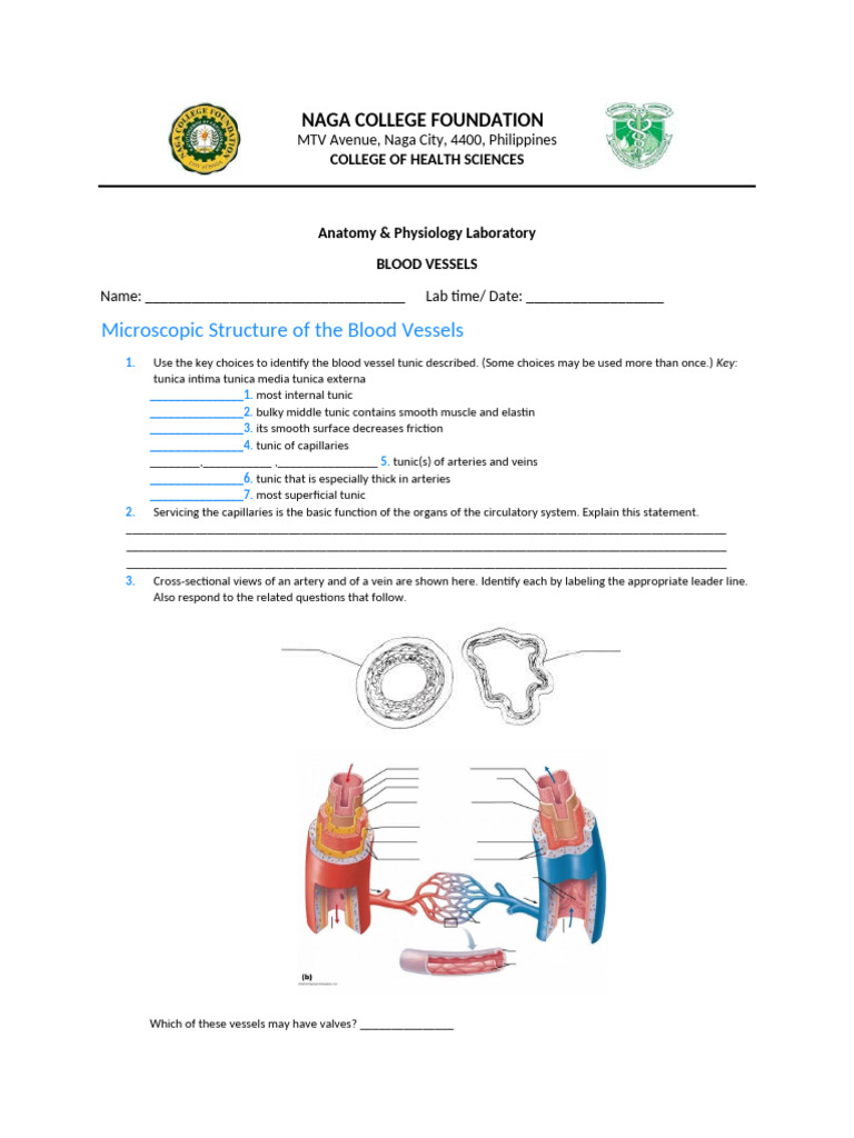 Blood-vessels-Ana-lab-1 | PDF | Vein | Circulatory System