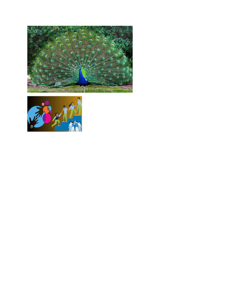 Peacock | PDF