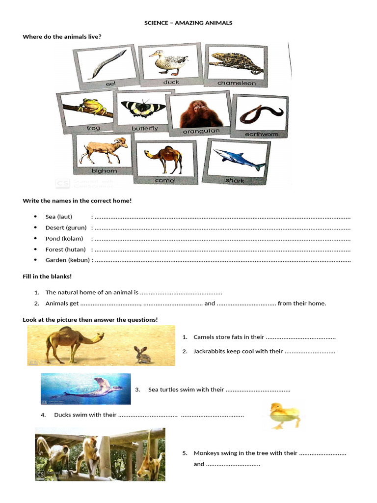 Amazing Animals and Their Habitats | PDF | Zoology