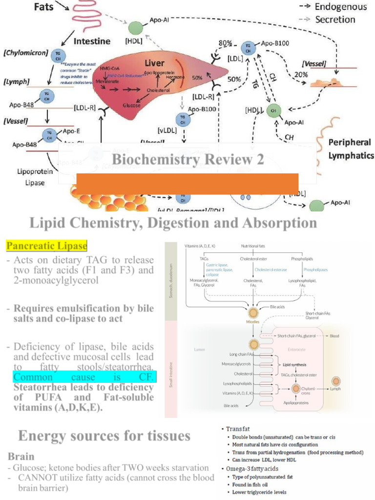 Lipid Metabolism and Fatty Acid Disorders | PDF | Cholesterol | Lipoprotein