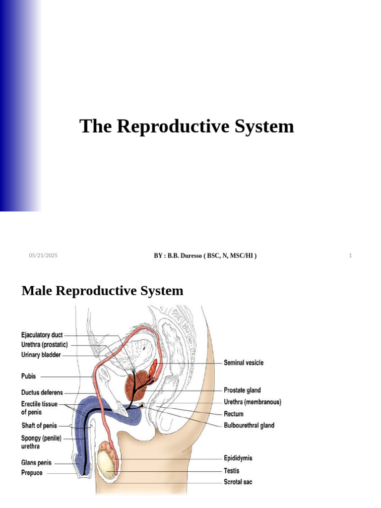 Male and Female Reproductive Systems Overview | PDF | Menstrual Cycle ...