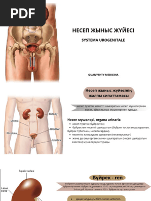 Жыныс аймағы