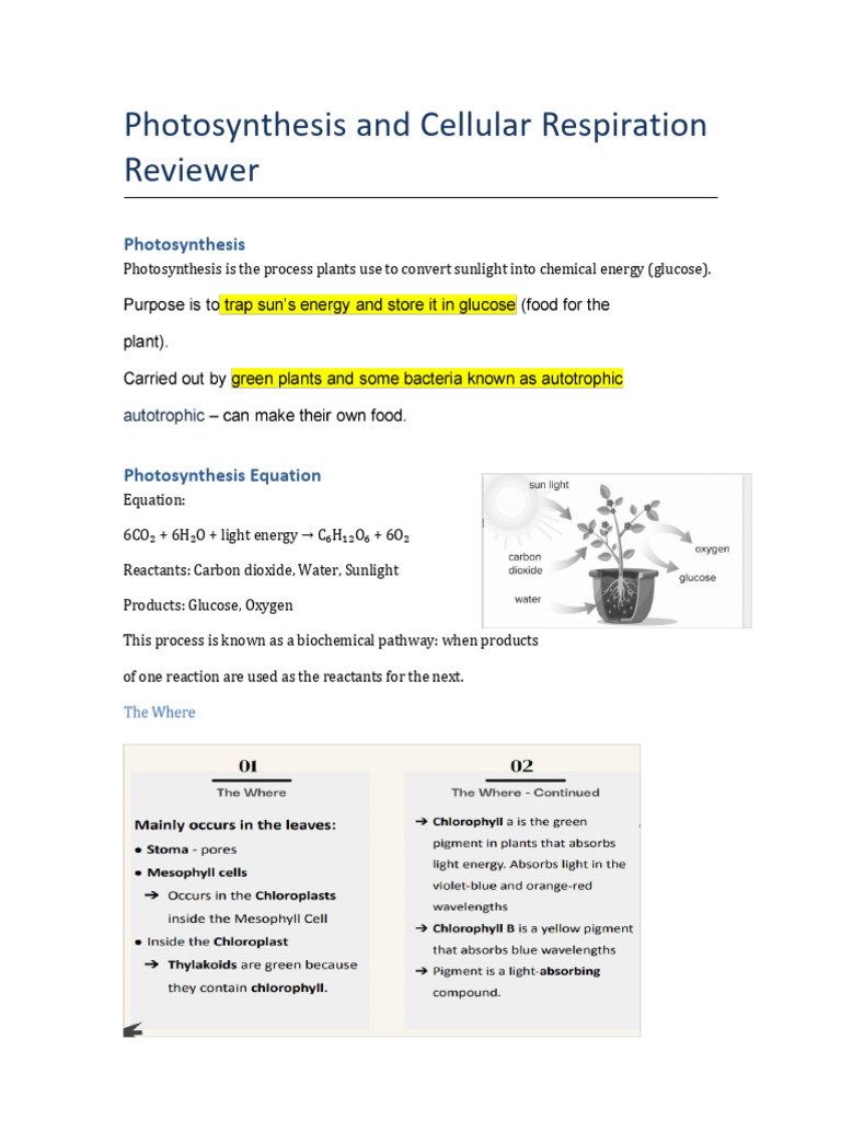 Photosynthesis and Cellular Respiration Explained | PDF