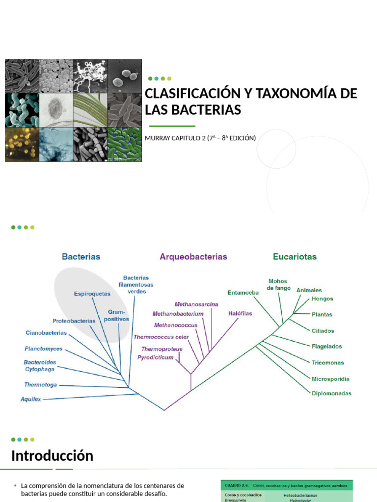 Clasificación y Taxonomía de Las Bacterias | PDF | Las bacterias ...