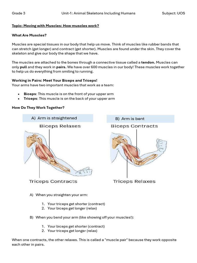 Understanding Muscle Function in Humans | PDF