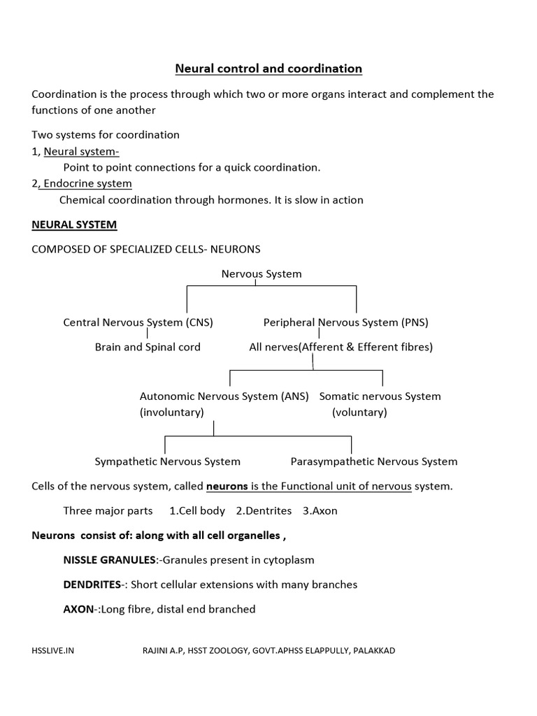 9neural Control and Coordination | PDF | Chemical Synapse | Nervous System