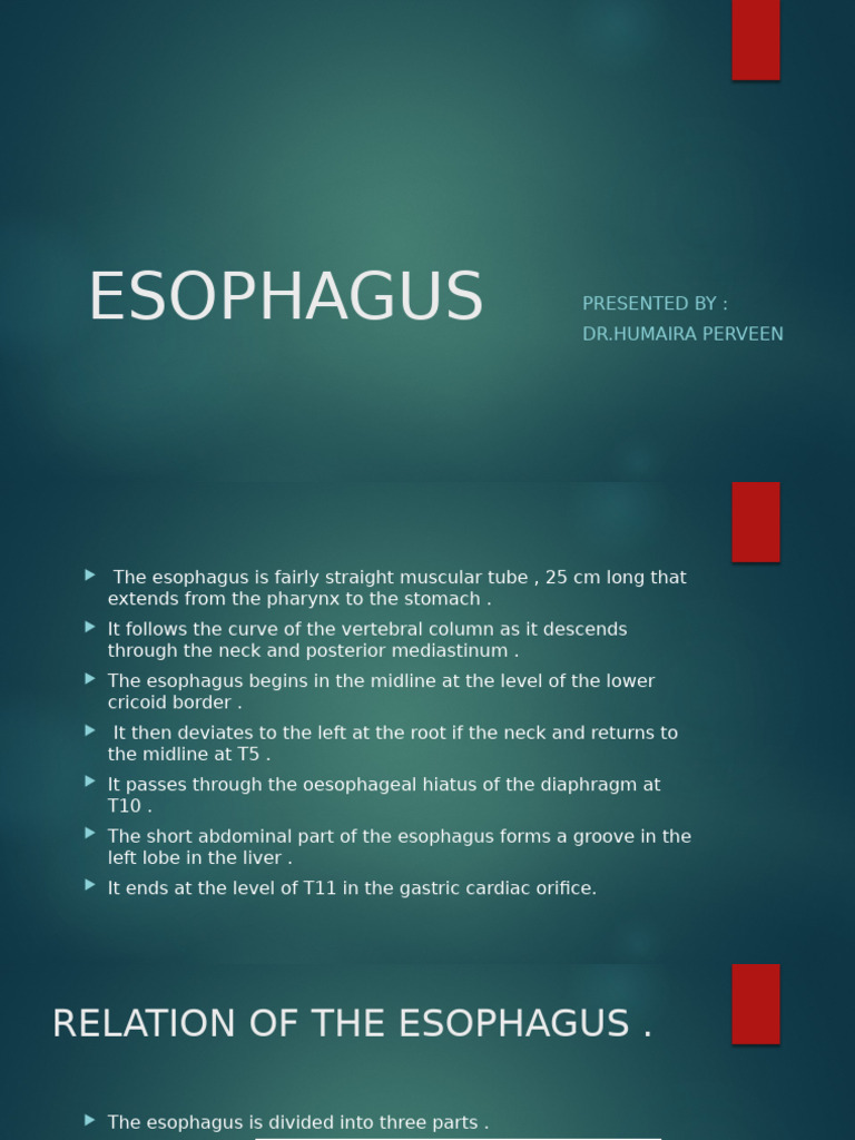 Anatomy and Function of the Esophagus | PDF | Esophagus | Aorta