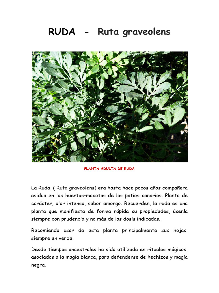 Propiedades y usos de la ruda | PDF