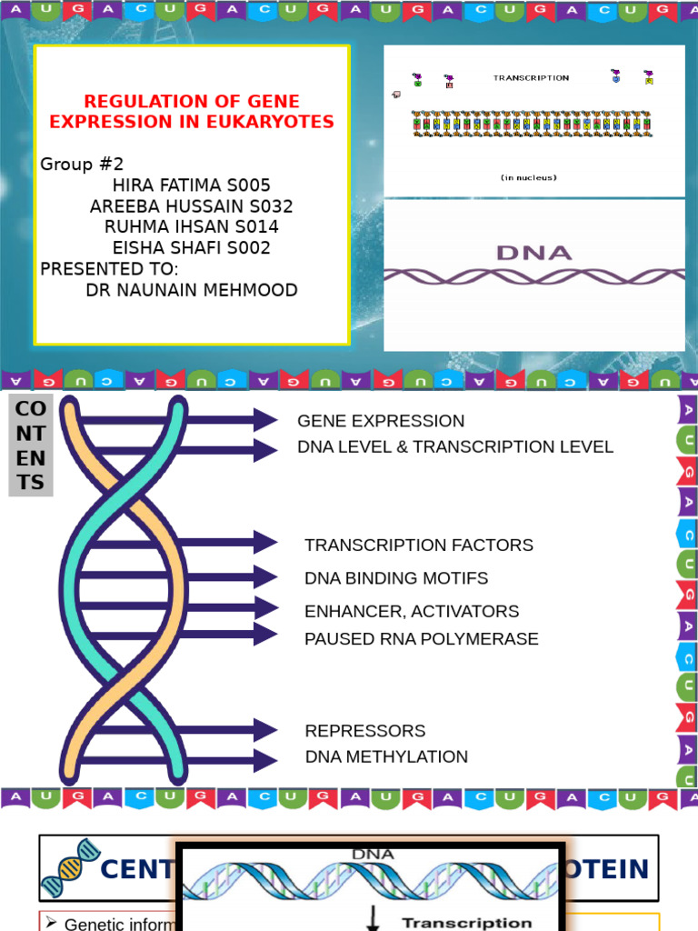 G2 Gene Expression Regulation in Eukaryotes. | PDF | Regulation Of Gene ...