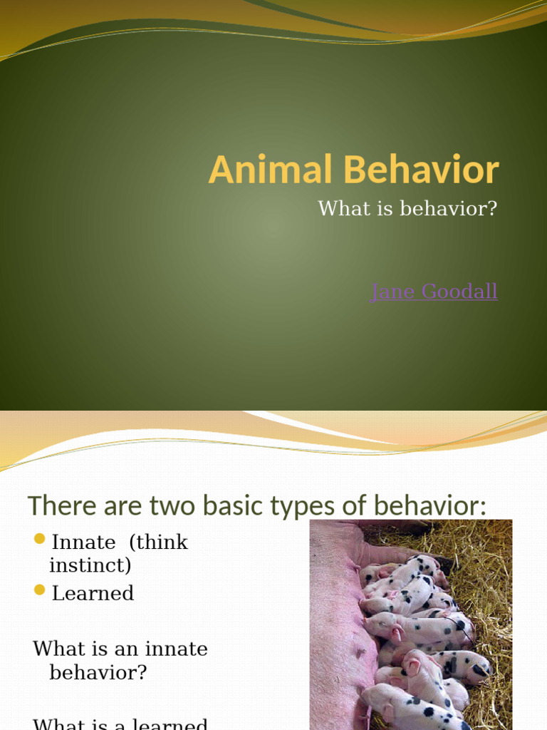 Animal Behavior | PDF