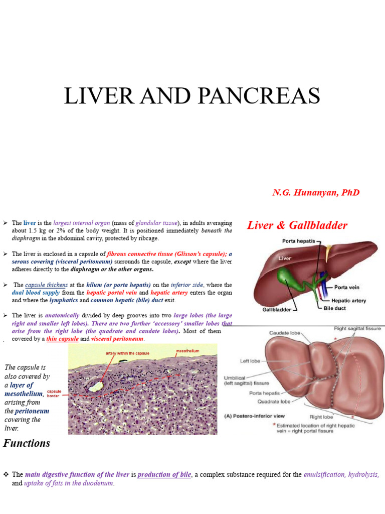 Anatomy and Functions of the Liver | PDF | Liver | Pancreas