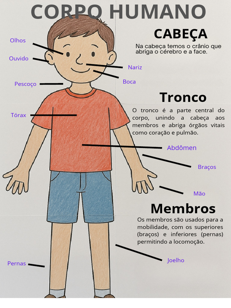 Estrutura do Corpo Humano: Cabeça e Membros | PDF