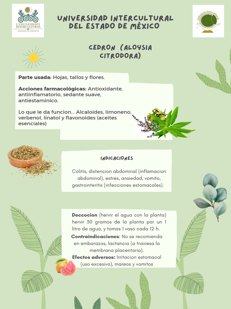 Beneficios y contraindicaciones del cedrón | PDF