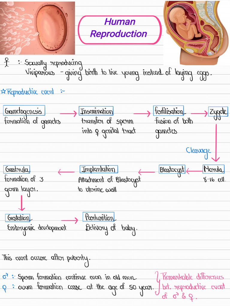 1) Human Reproduction | PDF
