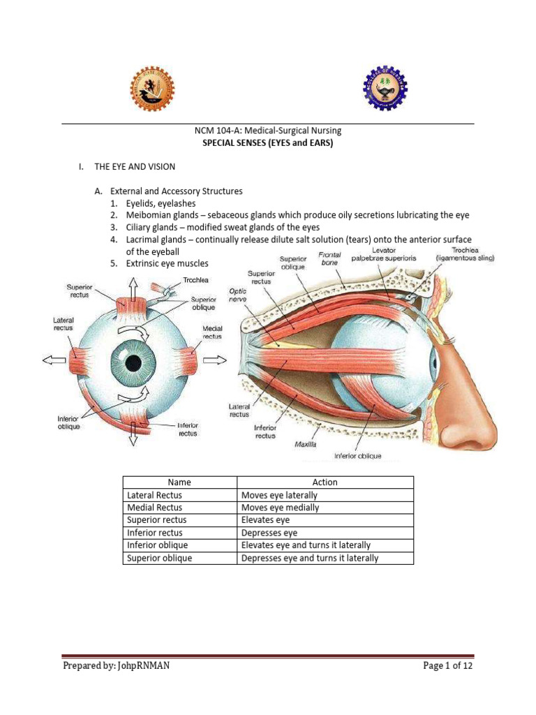 Iris and Eye Segment Overview | PDF | Glaucoma | Human Eye