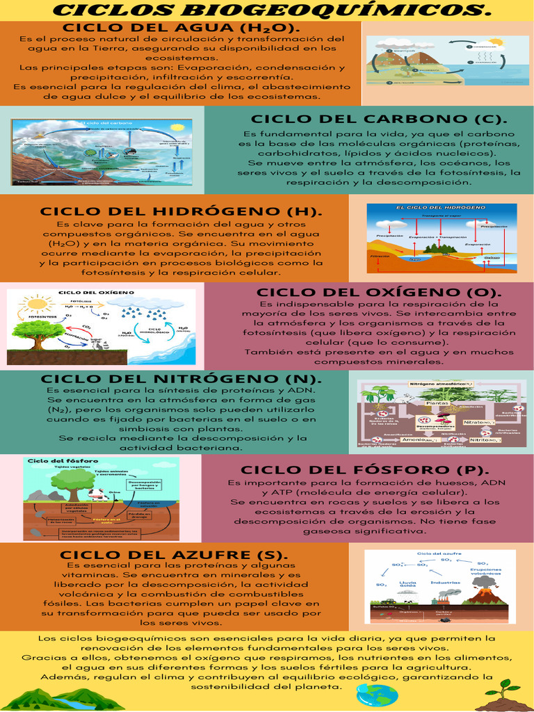 Infografía de Ciclos Biogeoquímicos | PDF | Agua | Organismos