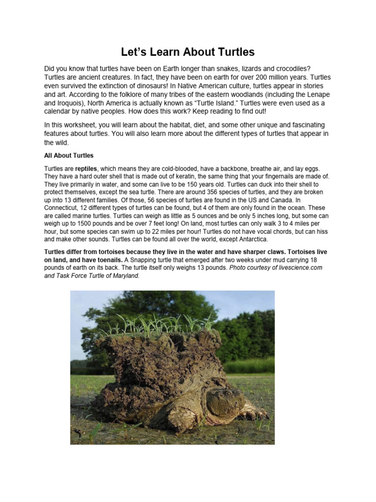 Fascinating Facts About Turtles | PDF | Turtle | Sea Turtle