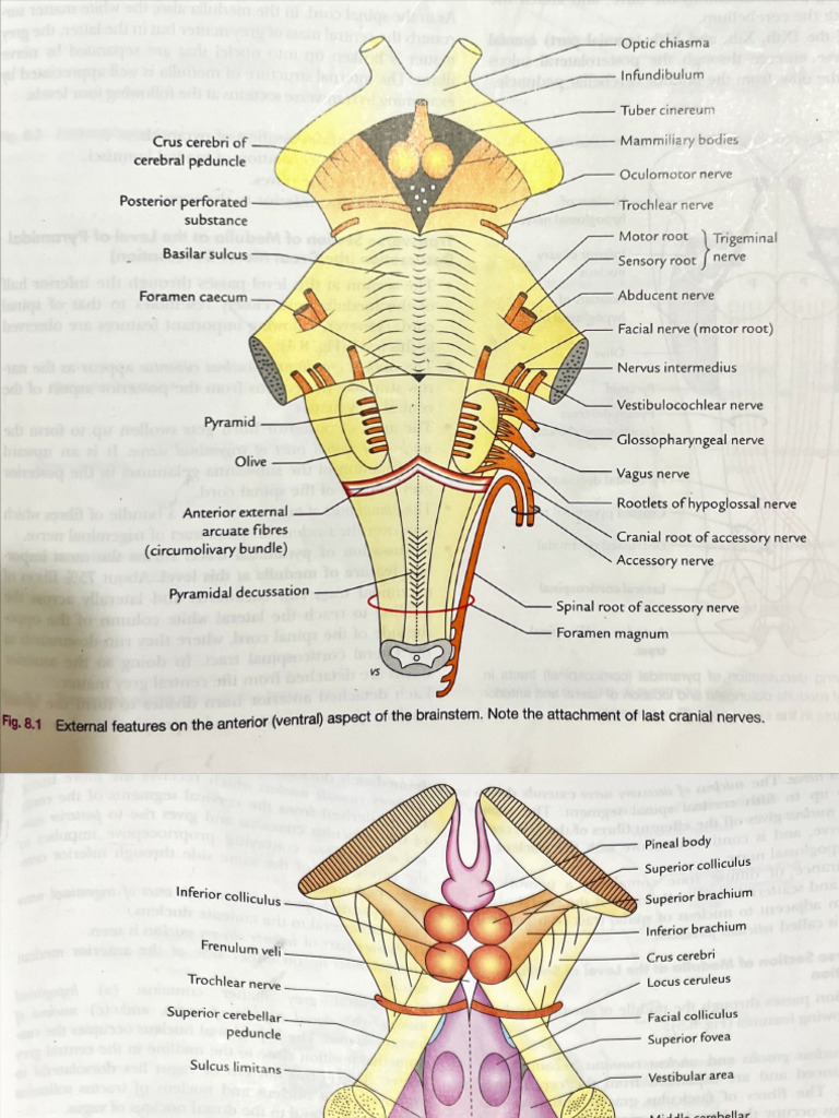 Brain Gross Record Diagrams Part-1 | PDF