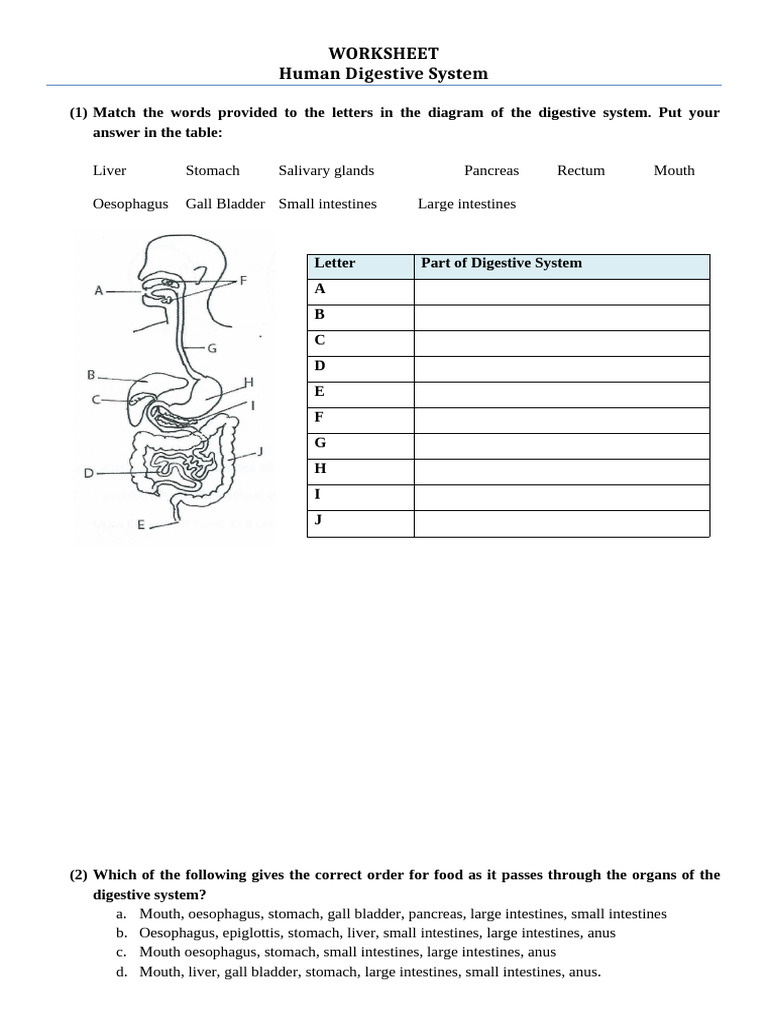 Human Digestive System Worksheet | PDF | Human Digestive System | Digestion