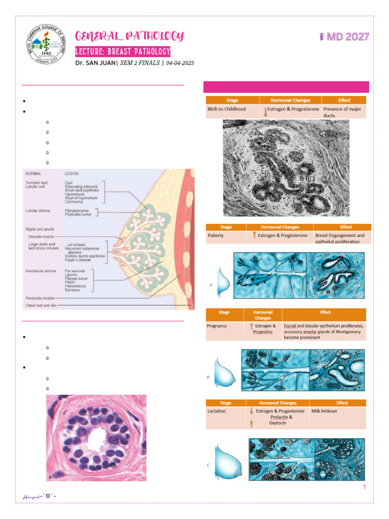 Breast Pathology Overview and Disorders | PDF | Medical Specialties ...