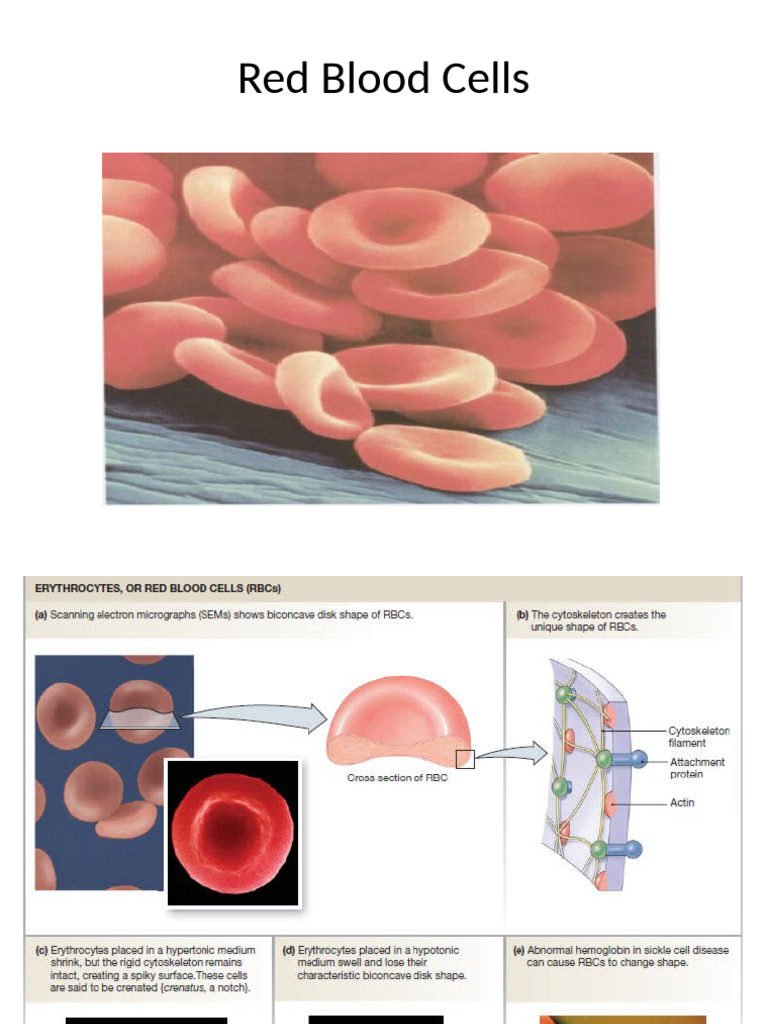 Understanding Red Blood Cells and Hemoglobin | PDF | Hemoglobin | Red ...