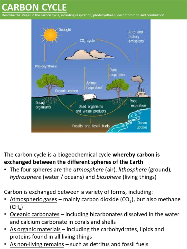 Understanding the Carbon Cycle Stages | PDF | Greenhouse Effect ...