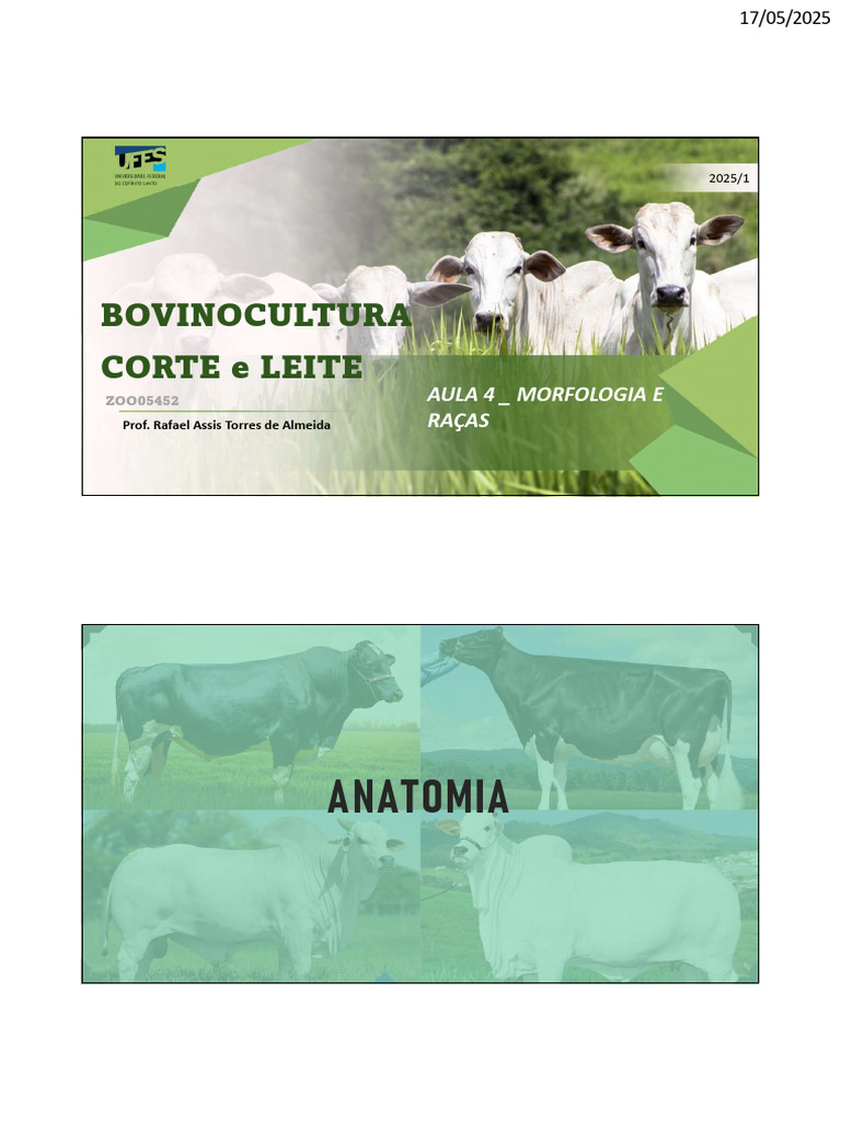 Morfologia e Raças de Bovinos | PDF | Gado | Animais domesticados