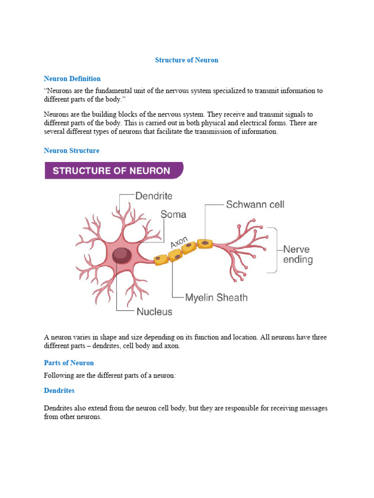 Neuron Structure and Function Explained | PDF