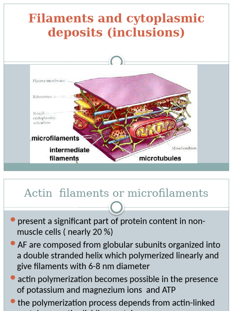 Actin and Intermediate Filaments Overview | PDF | Actin | Cell (Biology)