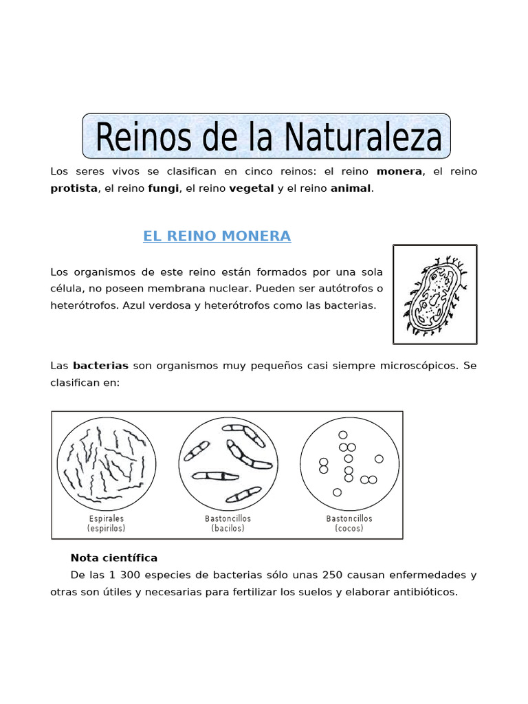 Reino Monera y Protista | PDF | Las bacterias | Clasificación biológica